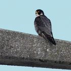 Wanderfalke 2 (Falco peregrinus)