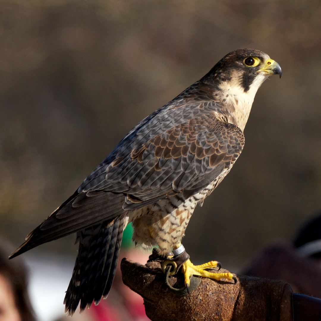 Wanderfalke Foto & Bild | tiere, zoo, wildpark & falknerei, vögel