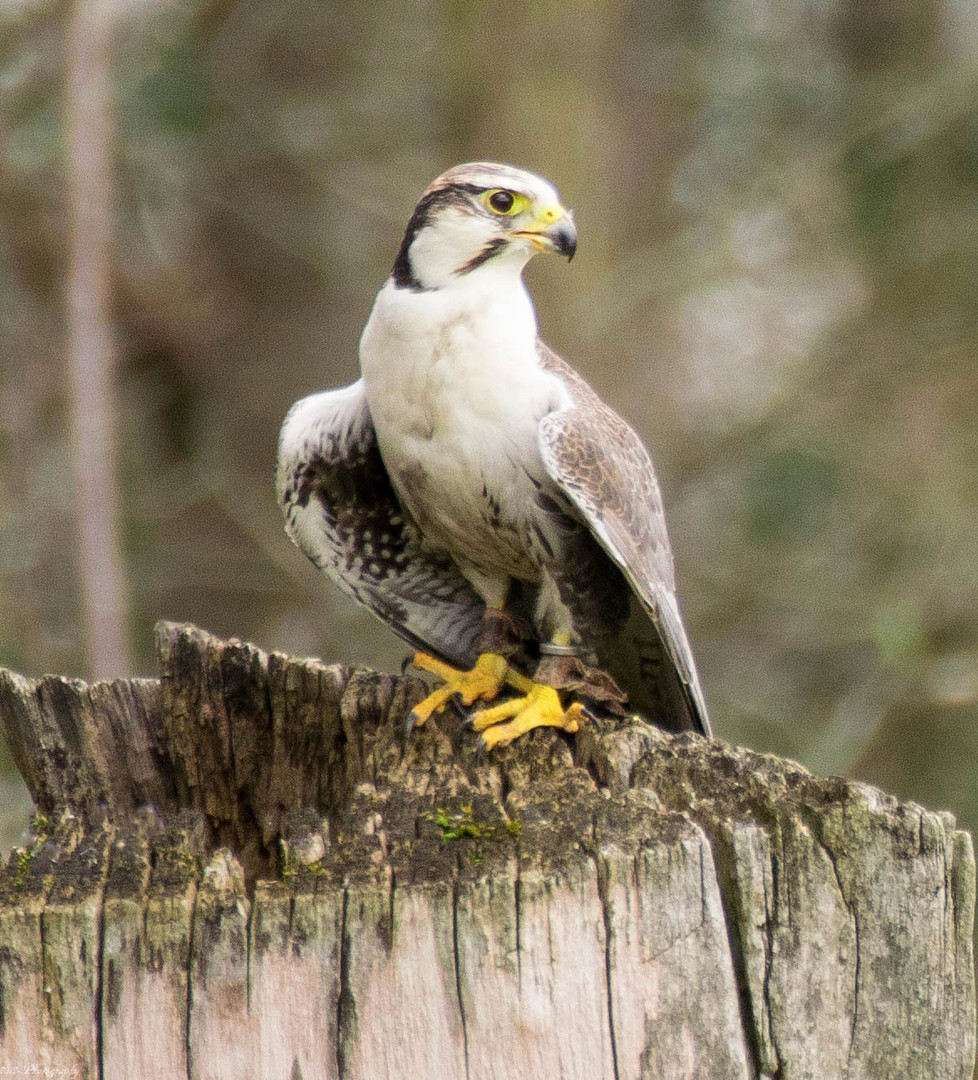 Wanderfalke auf Beoachtung 