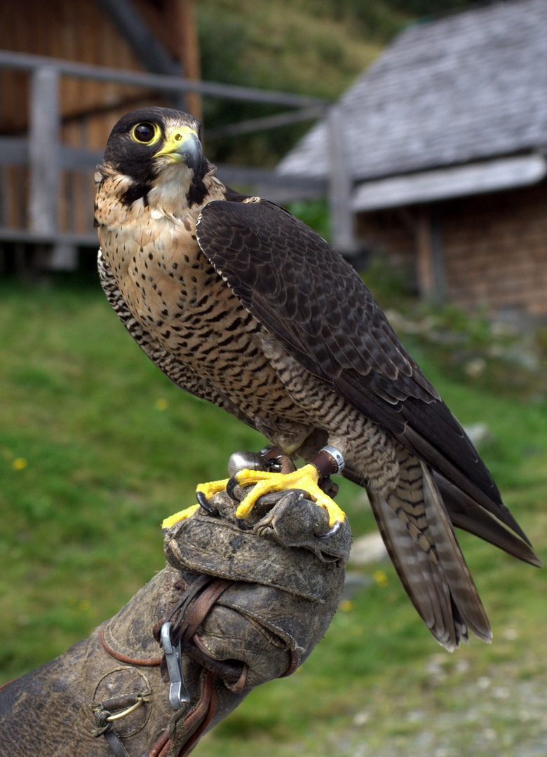 Wanderfalke auf der Hand des Falkners