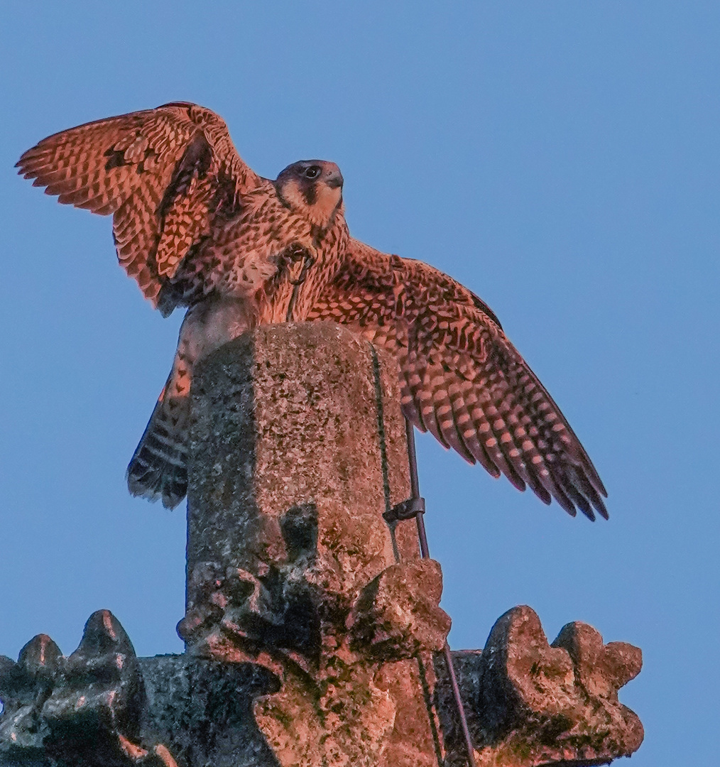 Wanderfalke auf Kirchenfiale in der Dämmerung