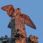 Wanderfalke auf Kirchenfiale in der Dämmerung