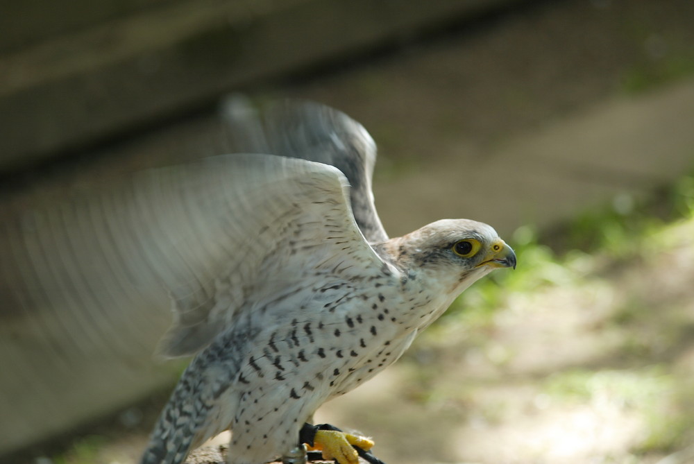 Wanderfalke bei der Morgentoilette