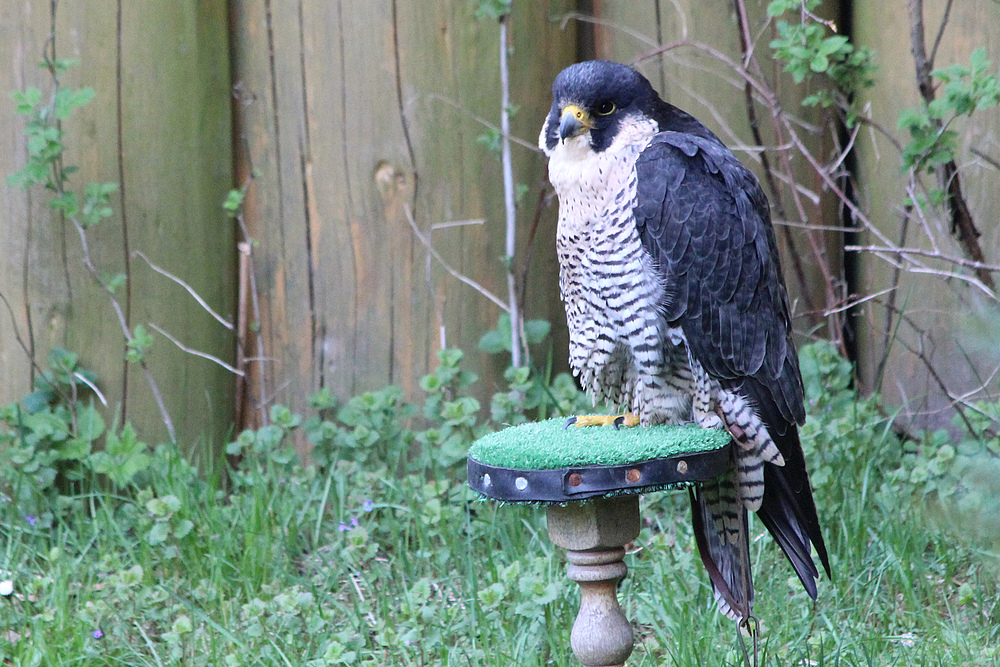 Wanderfalke bei Greifvogelshow im Wildpark Lüneburger Heide