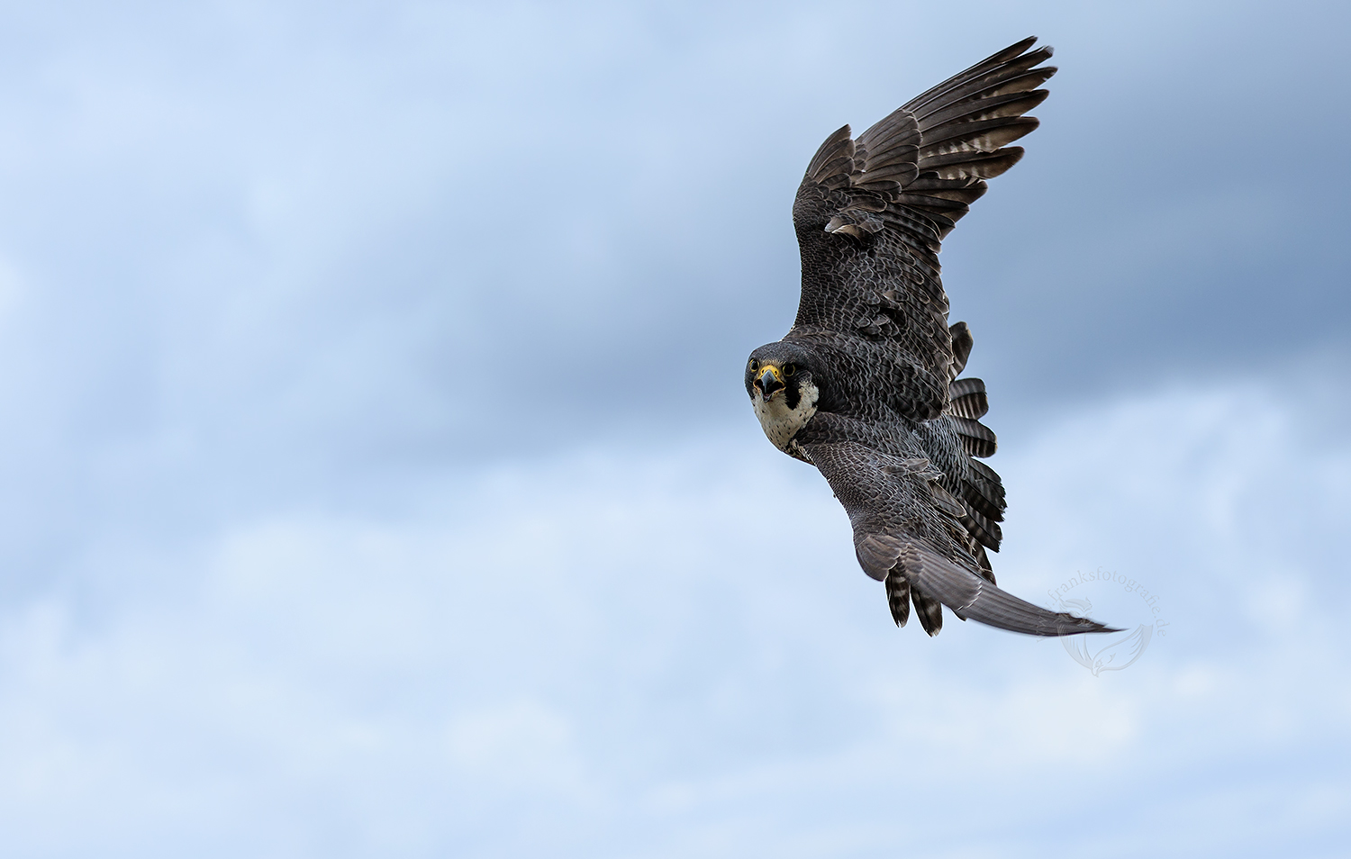 Wanderfalke (Falco peregrinus)