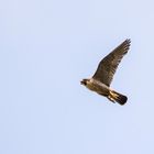 Wanderfalke - Falco peregrinus 2/18