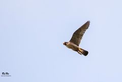 Wanderfalke - Falco peregrinus 2/18