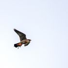 Wanderfalke - Falco peregrinus 2/19