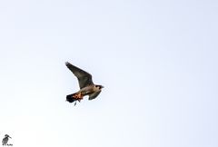 Wanderfalke - Falco peregrinus 2/19