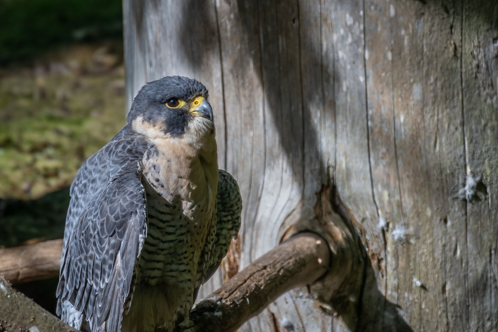 Wanderfalke  (Falco peregrinus)