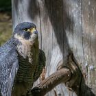 Wanderfalke  (Falco peregrinus)