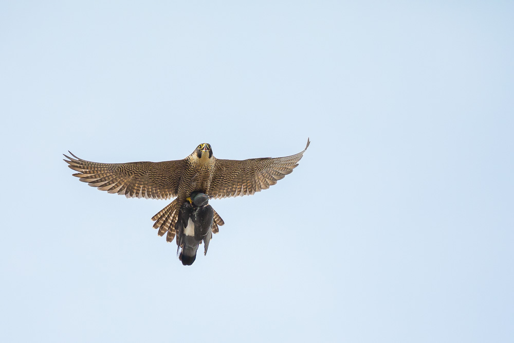 Wanderfalke (Falco peregrinus)