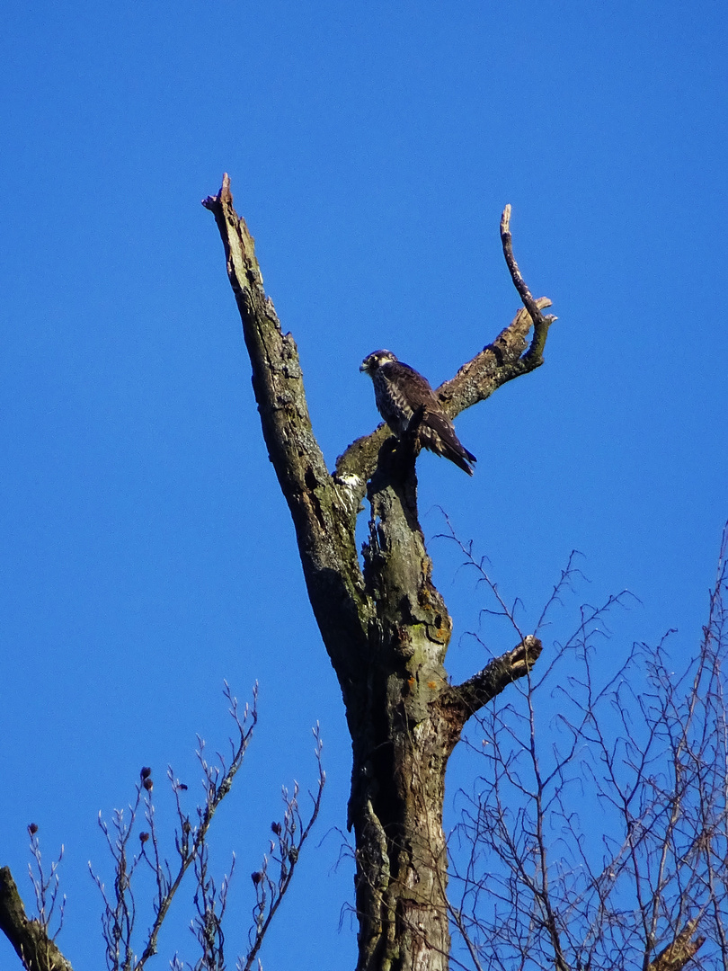 Wanderfalke( (Falco peregrinus)