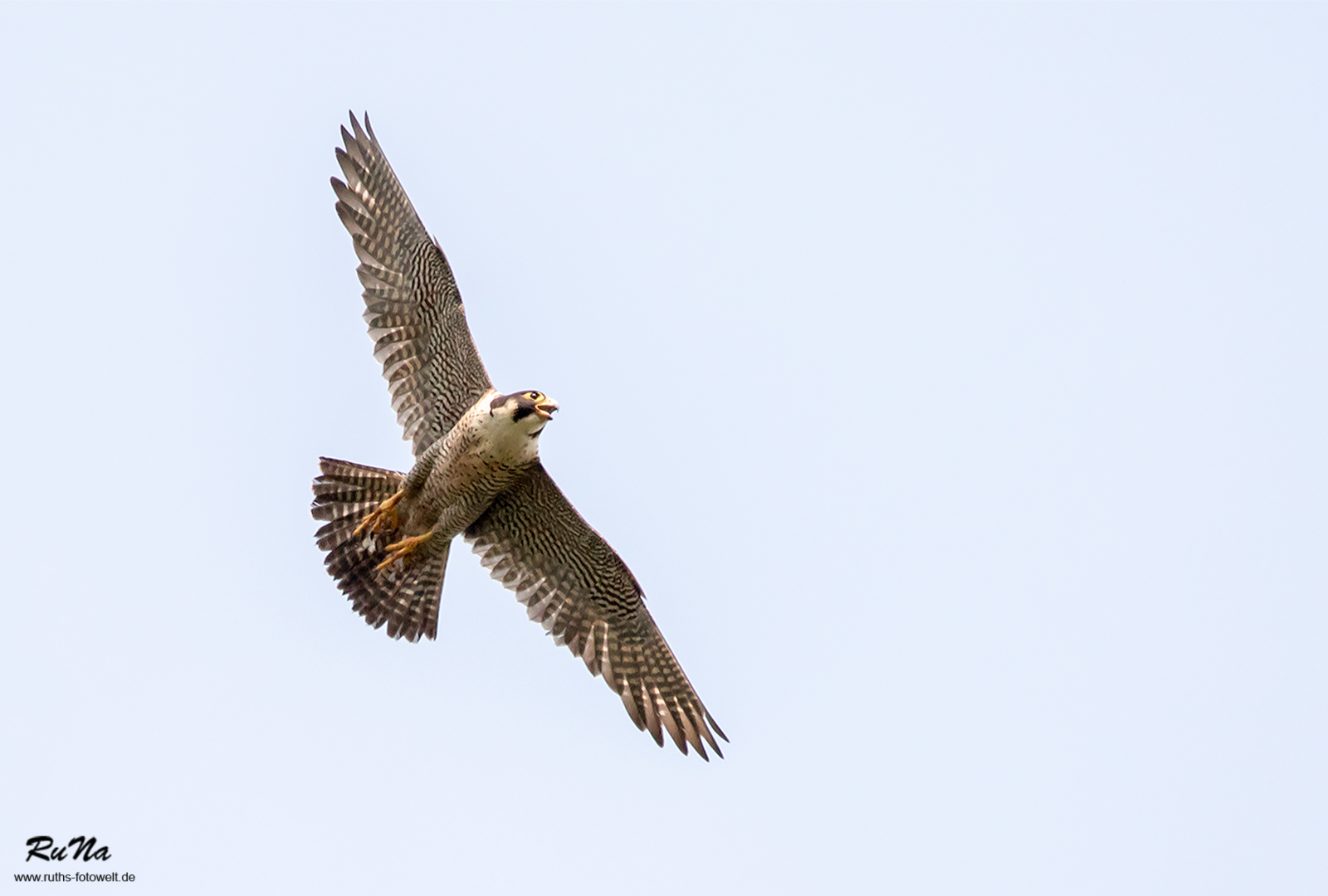 Wanderfalke - Falco peregrinus