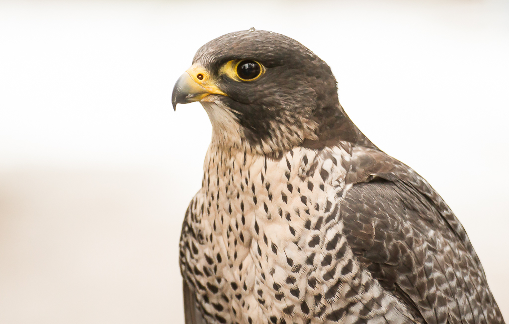 Wanderfalke (Falco peregrinus)