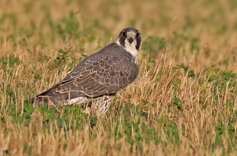    ***   Wanderfalke  -  Falco peregrinus   ***