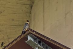 Wanderfalke - Falco peregrinus ...