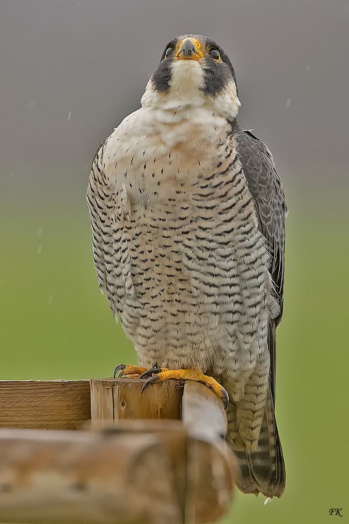      Wanderfalke    --    Falco peregrinus