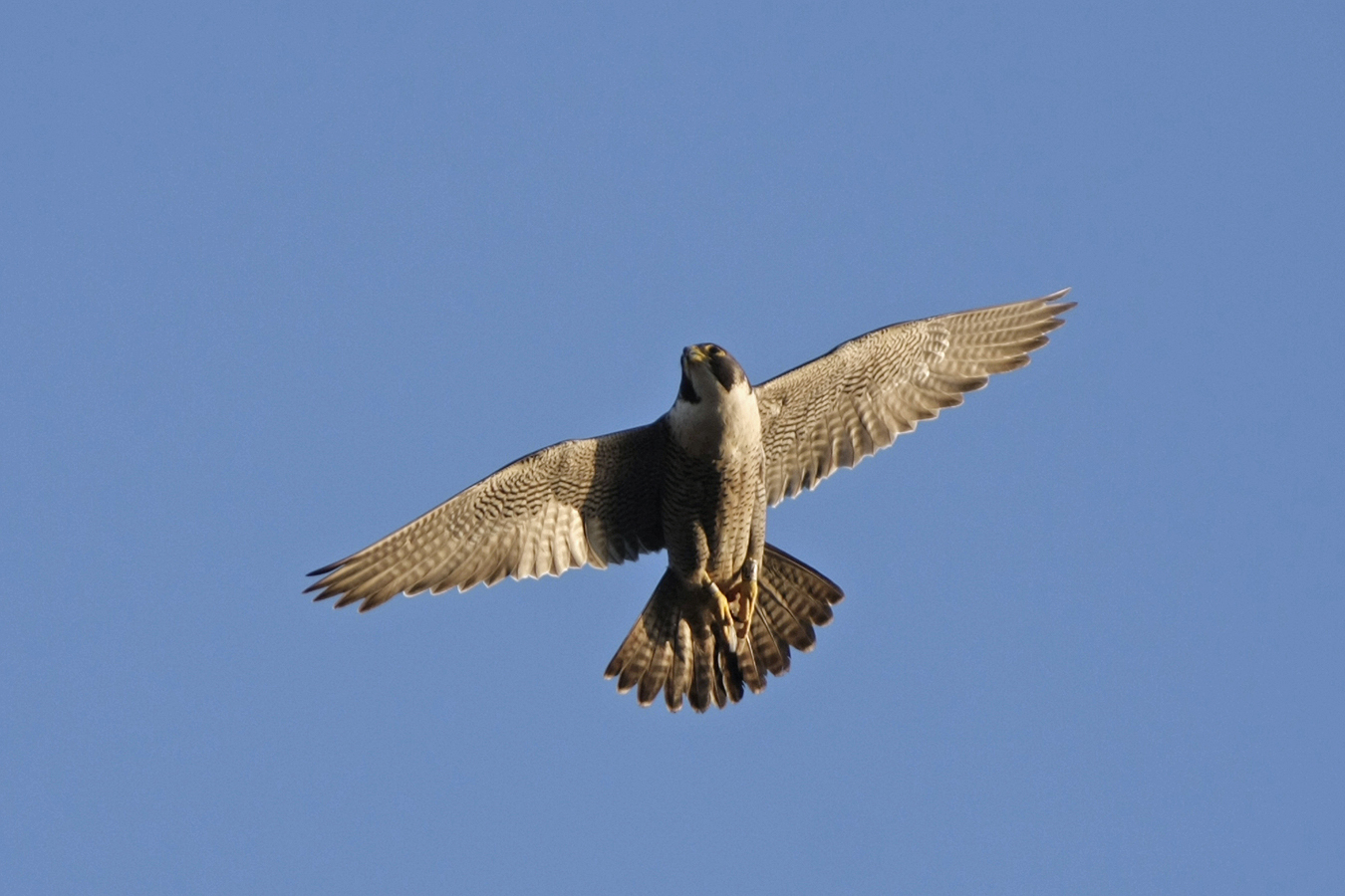 Wanderfalke (Falco peregrinus)