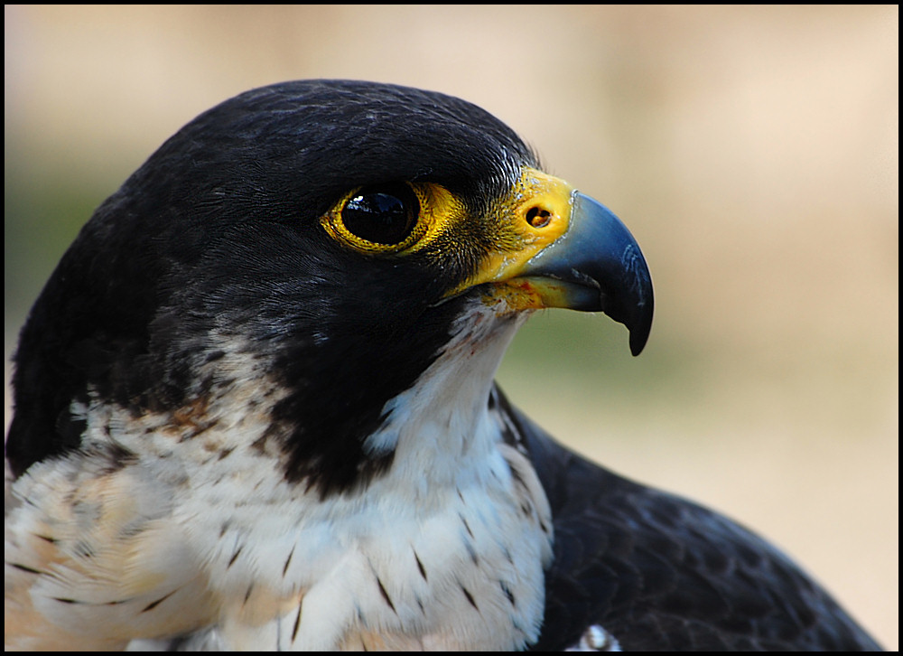 Wanderfalke (Falco peregrinus)