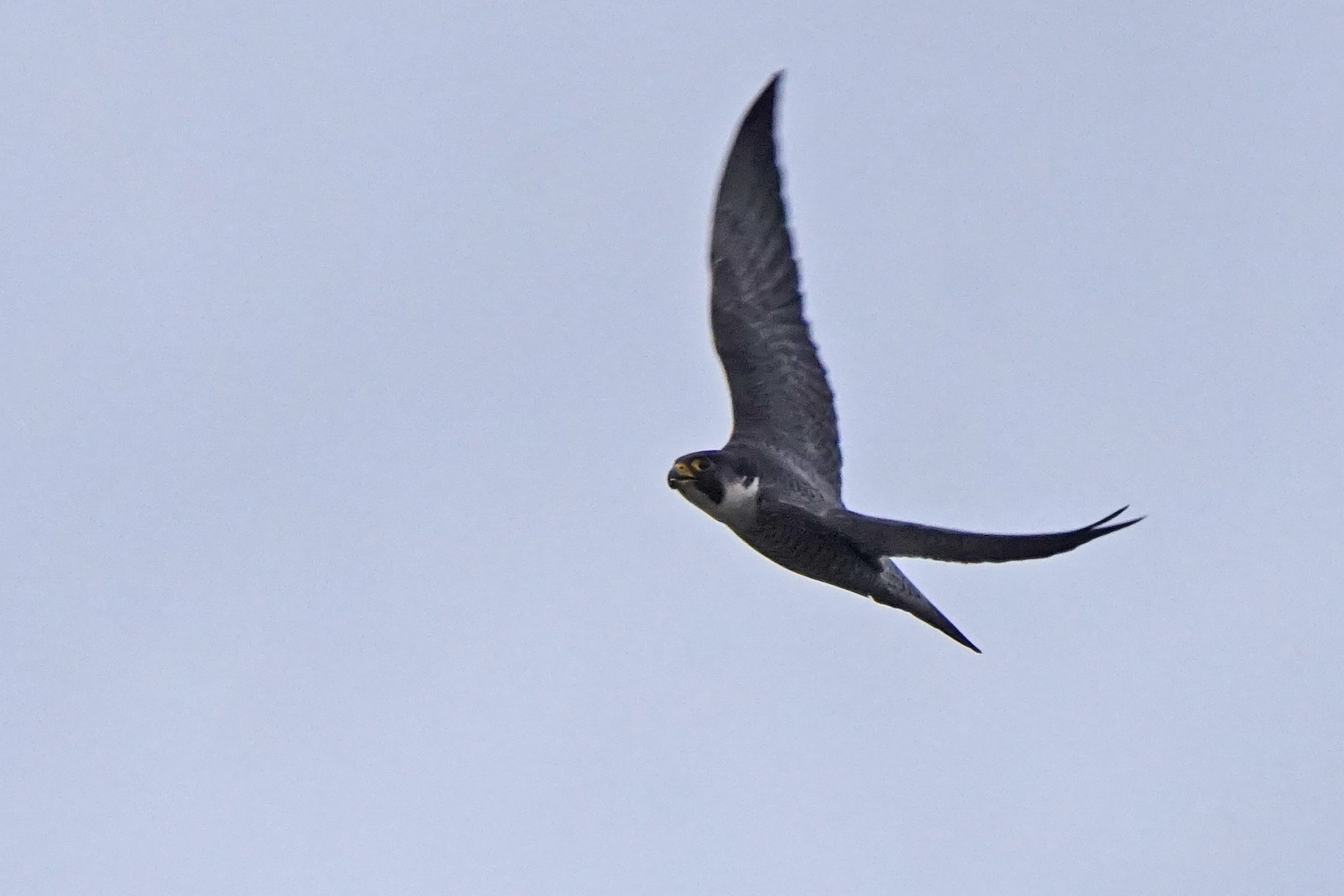 Wanderfalke (Falco peregrinus)