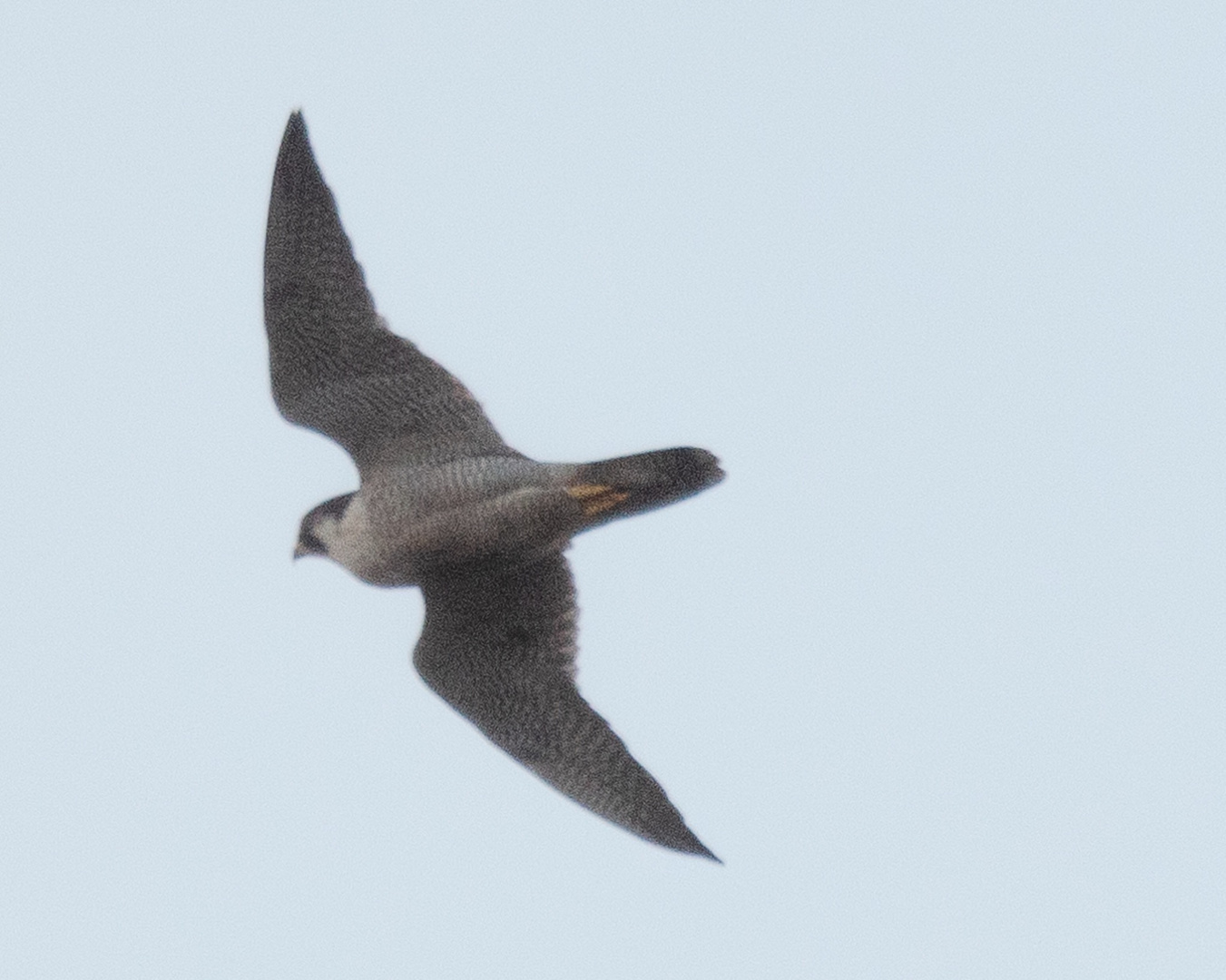 Wanderfalke (Falco peregrinus) im Flug über unser Haus