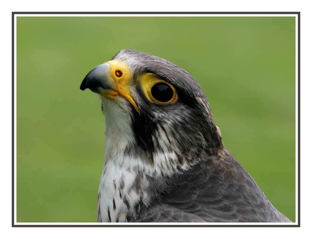Wanderfalke Foto & Bild | tiere, zoo, wildpark & falknerei, vögel