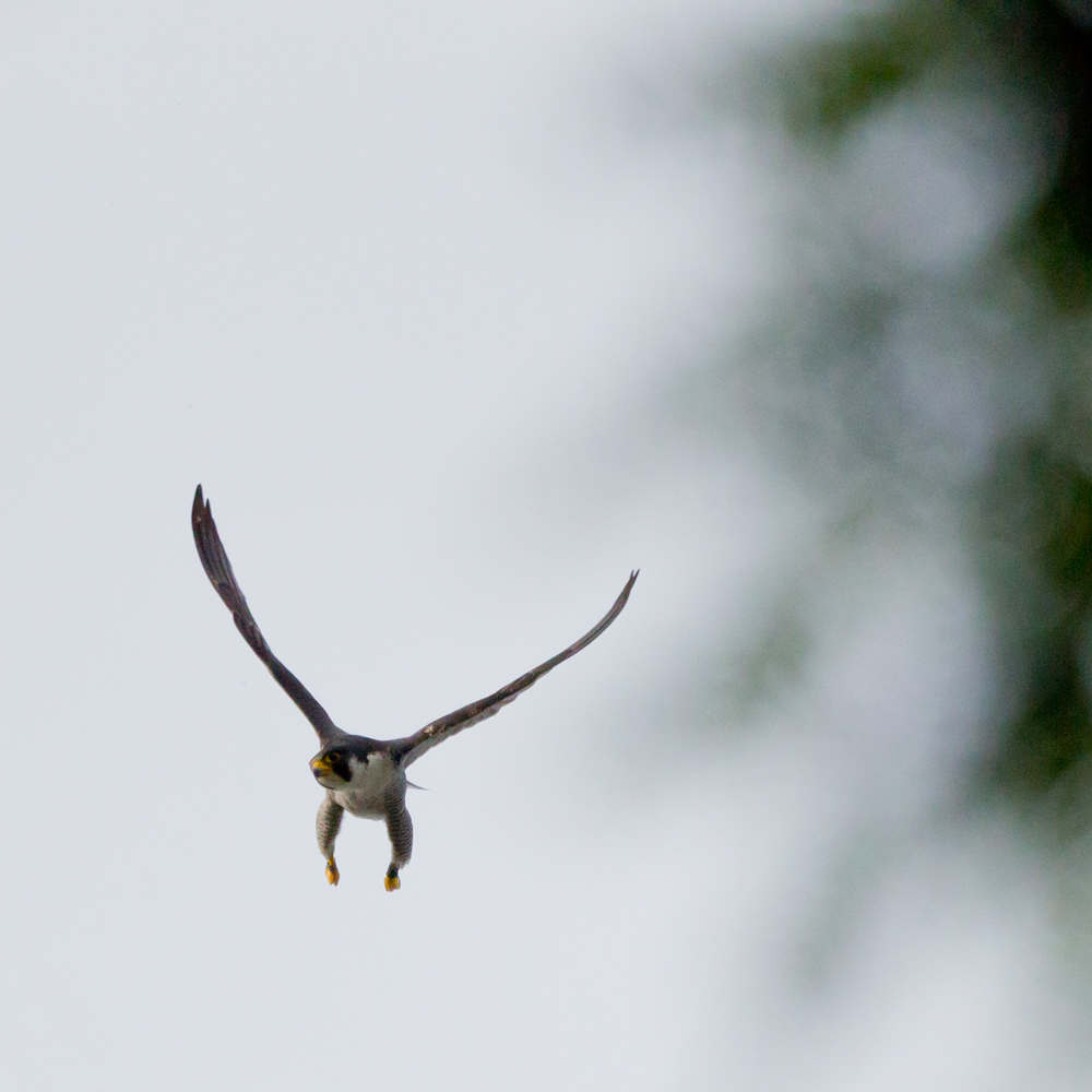 Wanderfalke im Anflug