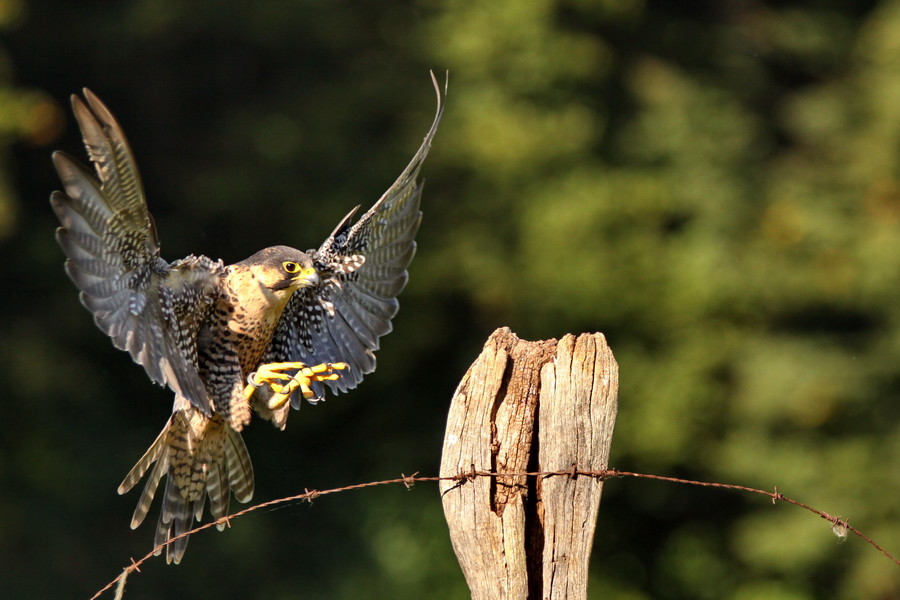 Wanderfalke im Anflug ( Falco peregrinus )