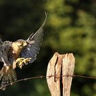 Wanderfalke im Anflug ( Falco peregrinus )