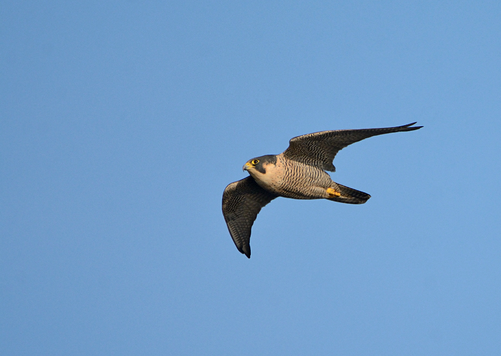 Wanderfalke im Anflug