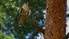 WANDERFALKE im Beobachtungsstatus