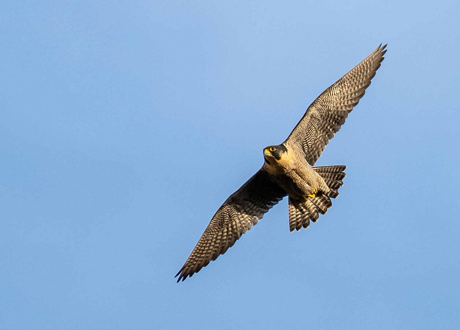 Wanderfalke im Flug