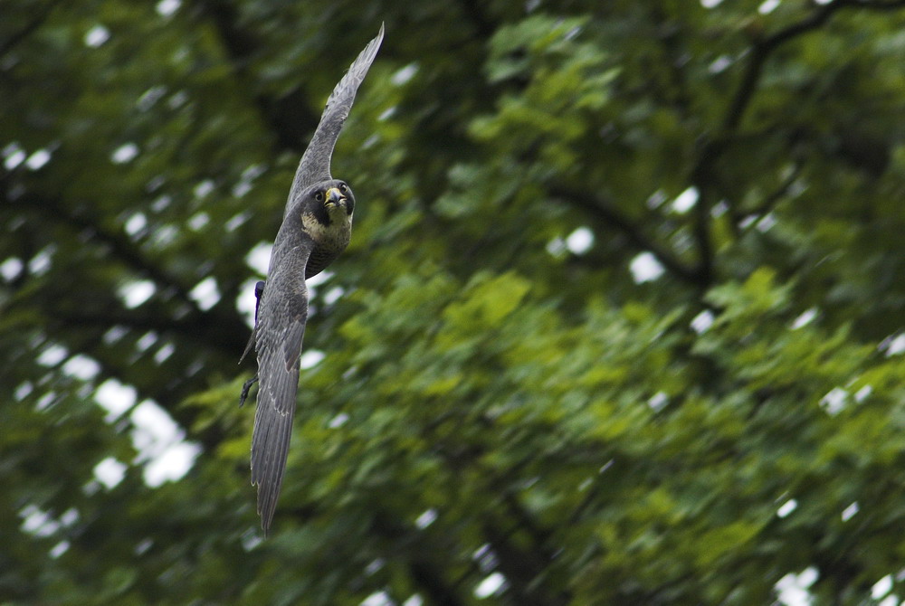 Wanderfalke im Flug