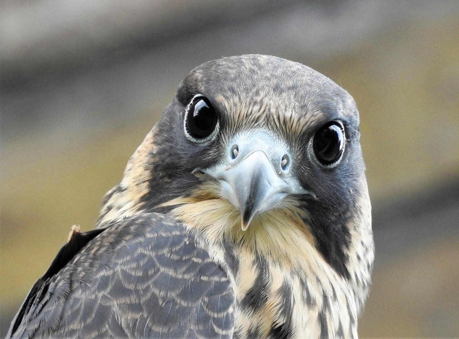 Wanderfalke im Portrait