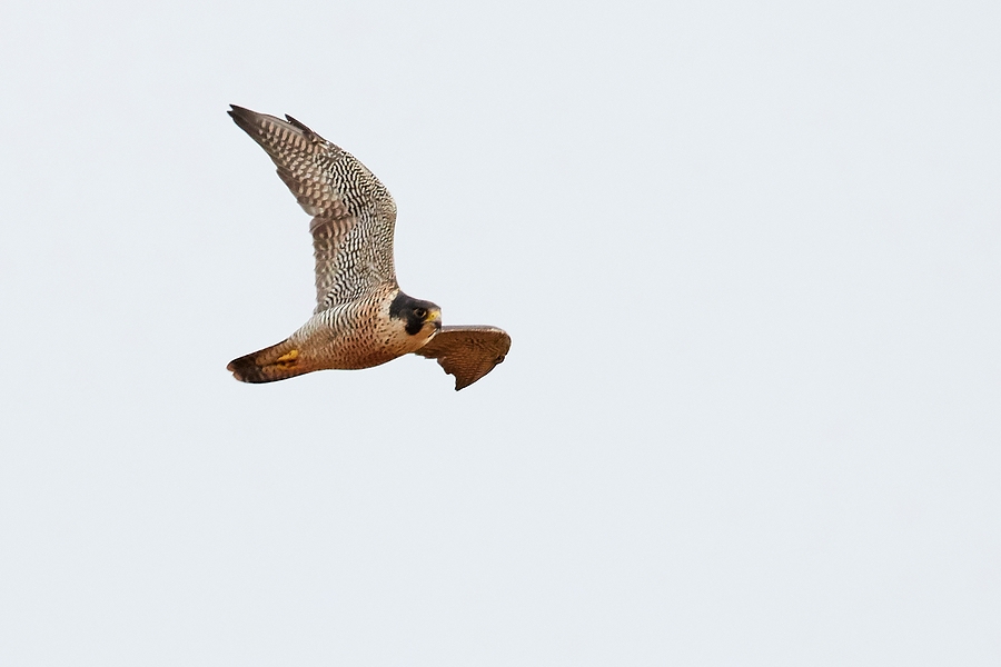 Wanderfalke im Vorbeiflug