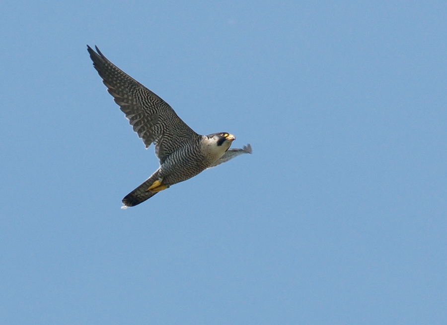 Wanderfalke im Vorbeiflug