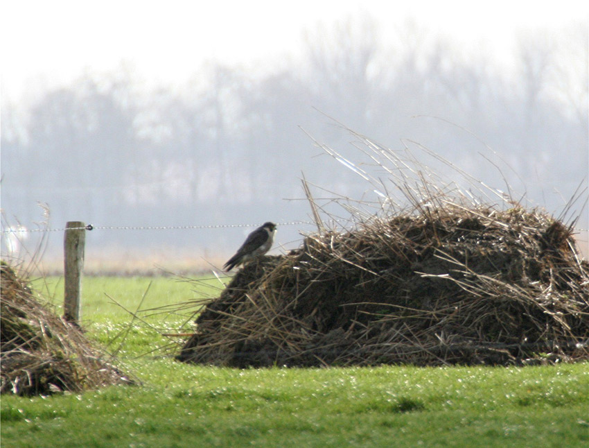 Wanderfalke im Windschatten