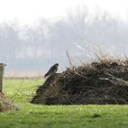 Wanderfalke im Windschatten