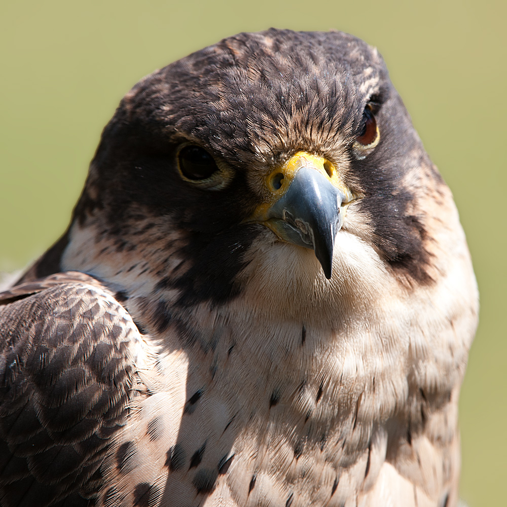 Wanderfalke in der Fasanerie in Hanau