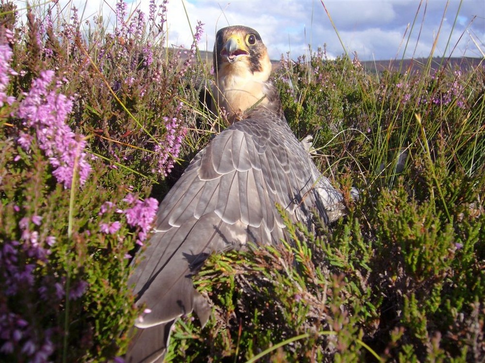 Wanderfalke in der Heide