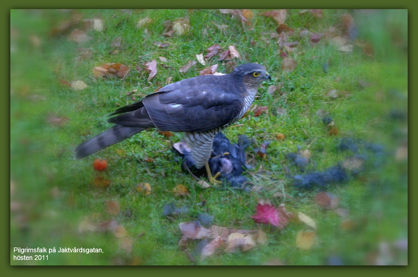 Wanderfalke in der Stadtmitte Västerås, Schweden