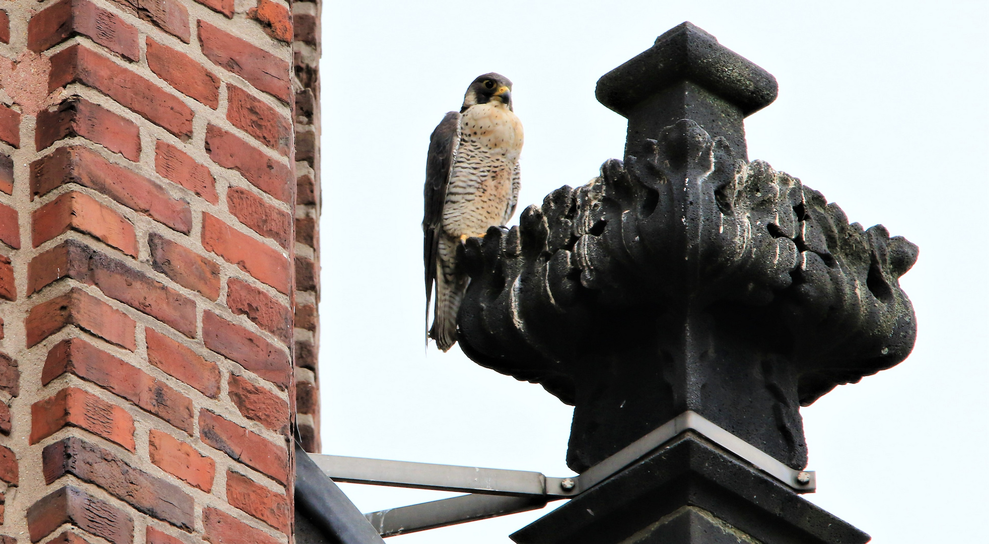 Wanderfalke in Heinsberg Braunsrath