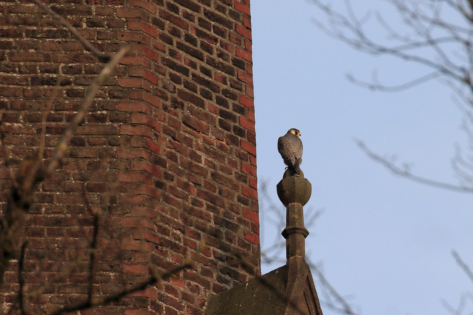 Wanderfalke in Kevelaer