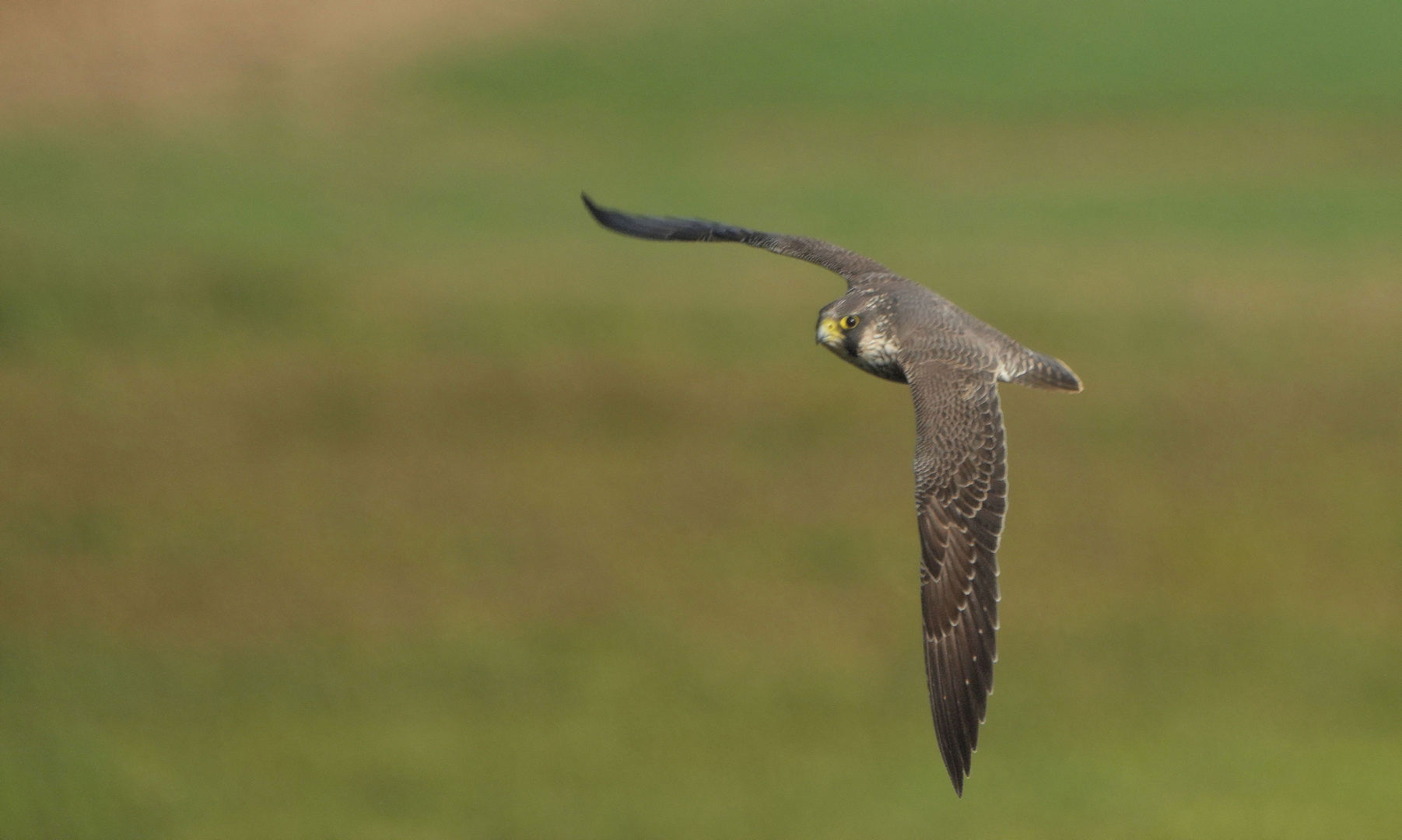 Wanderfalke Jungvogel.