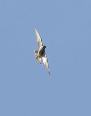 "Wanderfalke - leider etwas winzig"