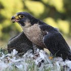 Wanderfalke mit Beute 2 ( Falco peregrinus )