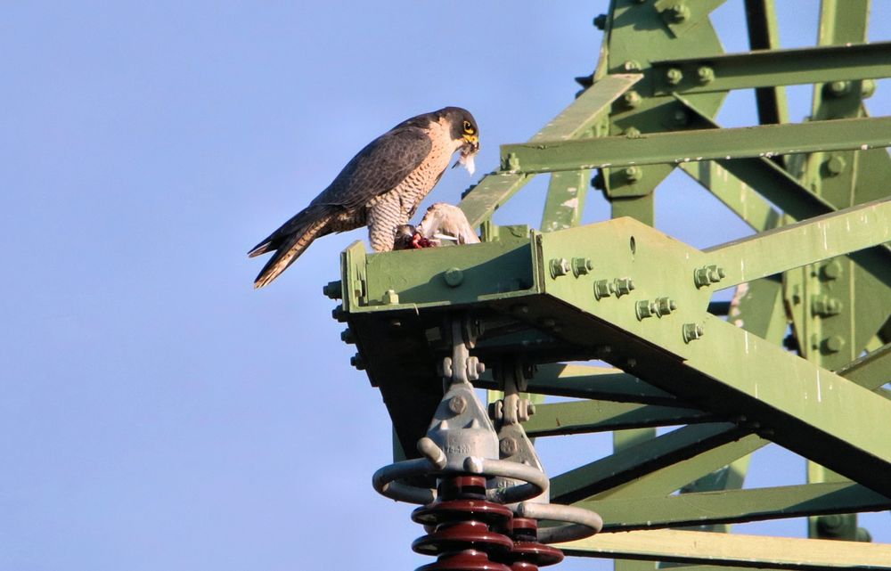 WANDERFALKE MIT BEUTE