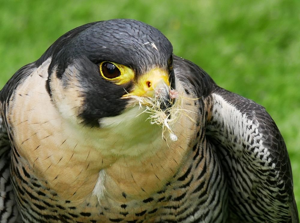 Wanderfalke mit Beute