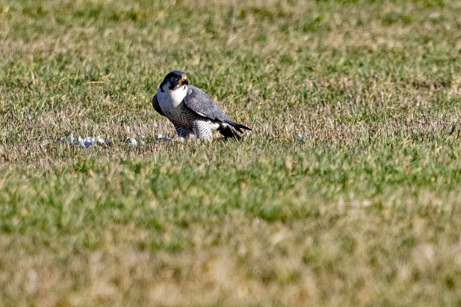 Wanderfalke mit Beute ( Taube )